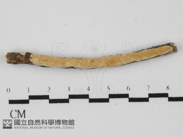 登錄號:F0031386藏品圖，第3張