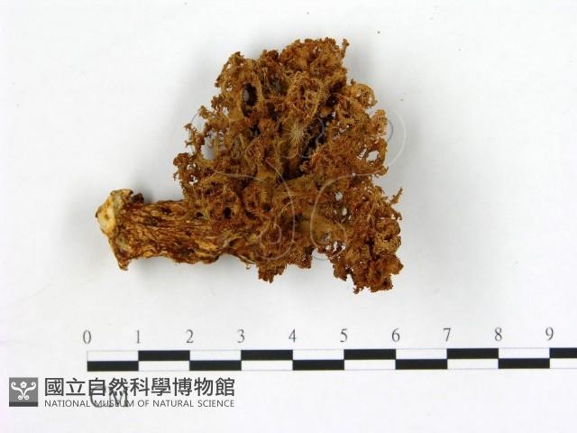 登錄號:F0004386藏品圖，第3張