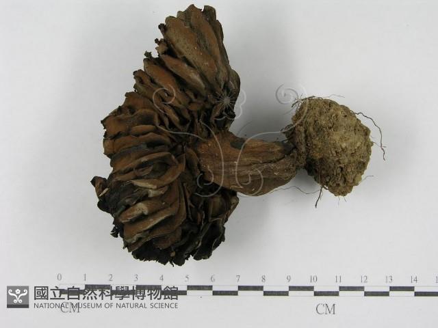 登錄號:F0014386藏品圖，第3張