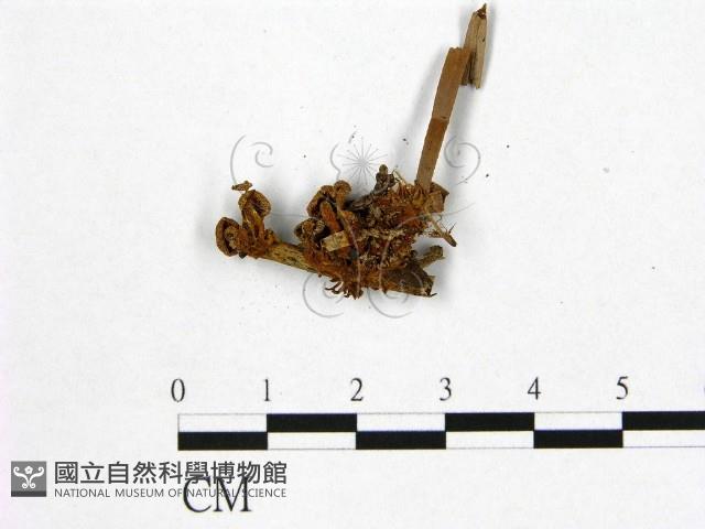 登錄號:F0012386藏品圖，第3張