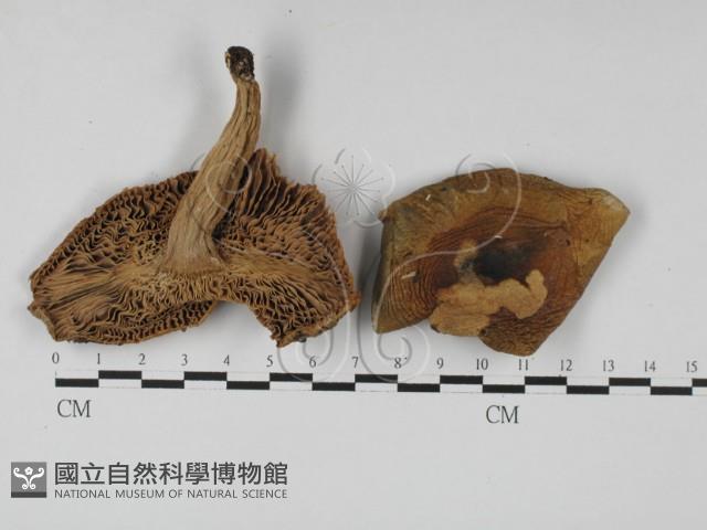 登錄號:F0027386藏品圖，第3張