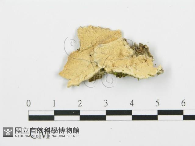 登錄號:F0017386藏品圖，第1張