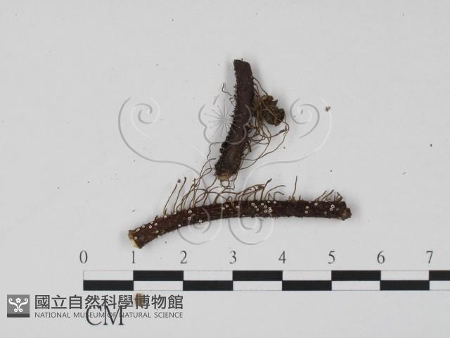 登錄號:F0005386藏品圖，第3張