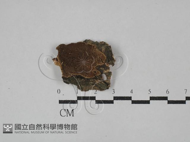 木層孔菌屬藏品圖，第3張