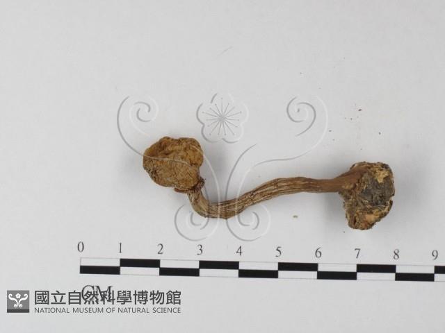 登錄號:F0019386藏品圖，第3張
