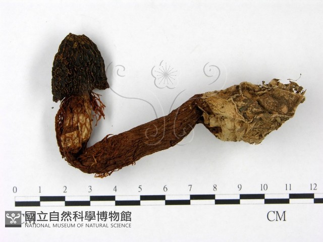 登錄號:F0023386藏品圖，第3張