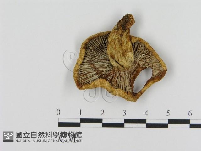 乳菇屬藏品圖，第3張