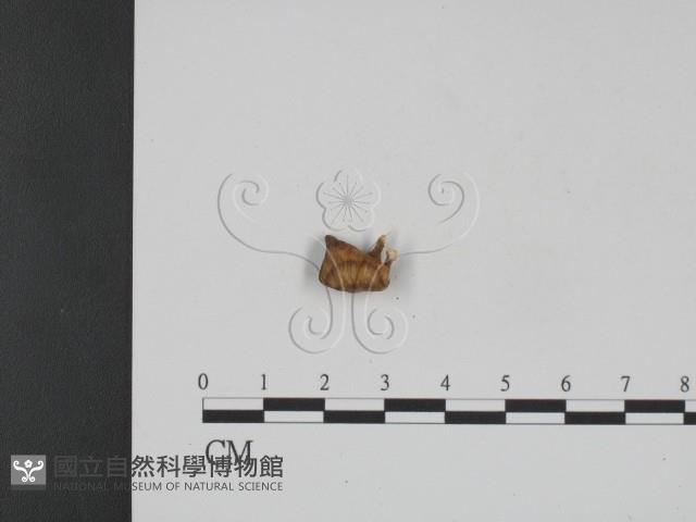 登錄號:F0009021藏品圖，第3張