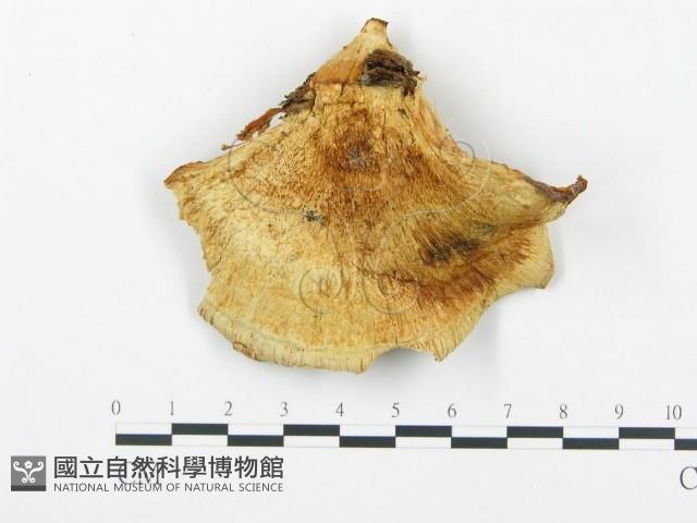 登錄號:F0008201藏品圖，第3張