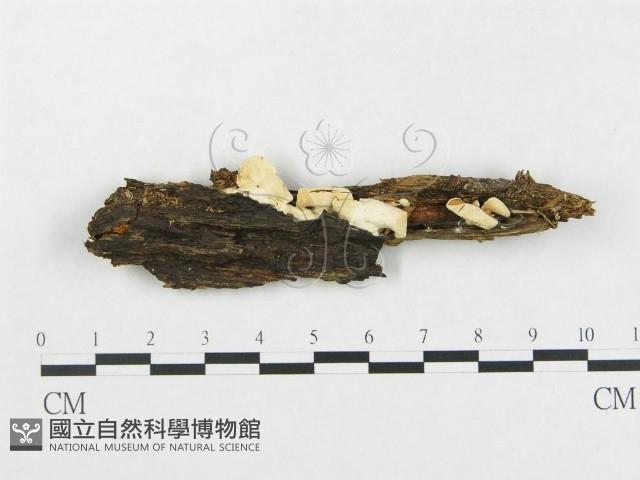 登錄號:F0005201藏品圖，第1張