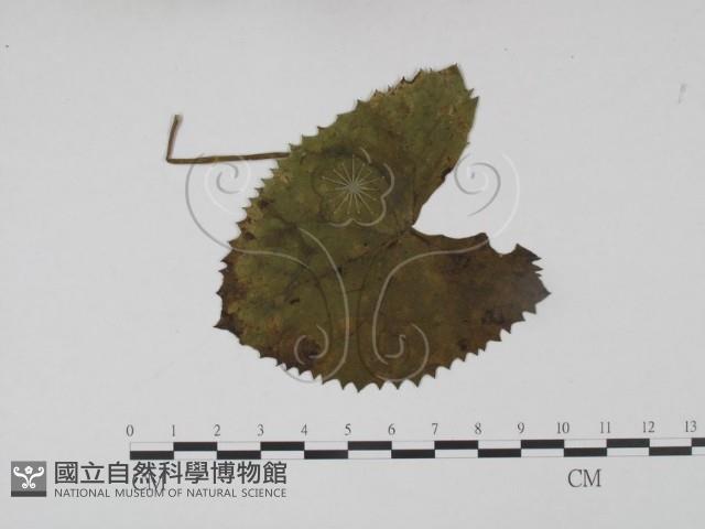登錄號:F0019201藏品圖，第3張