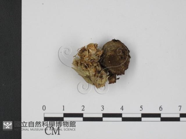 登錄號:F0009401藏品圖，第3張