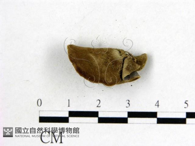 毛木耳藏品圖，第3張