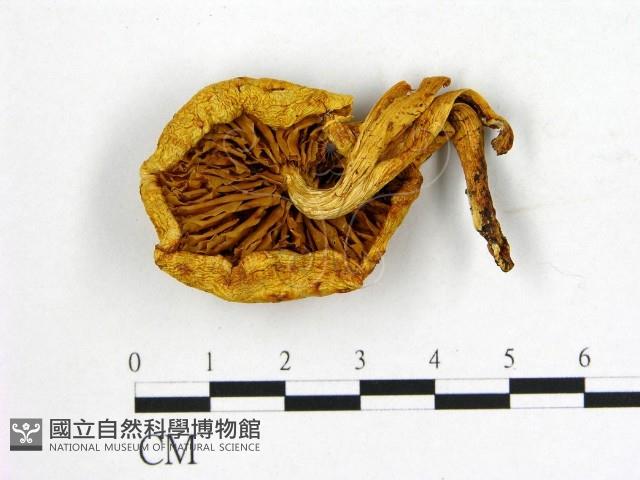 登錄號:F0009501藏品圖，第3張