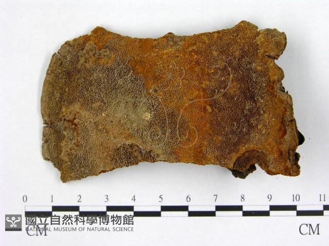 登錄號:F0008101藏品圖，第3張