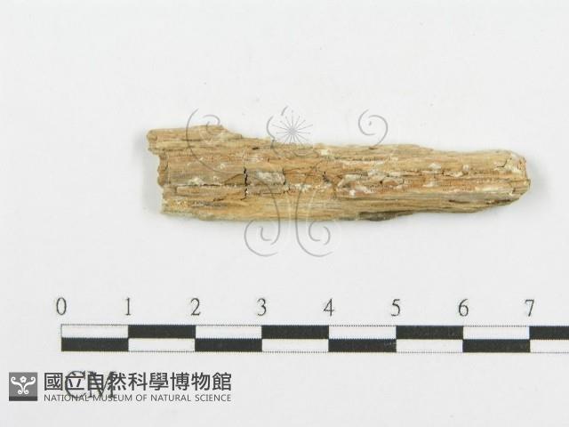 登錄號:F0006101藏品圖，第3張