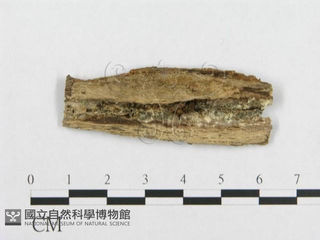 登錄號:F0007101藏品圖，第3張