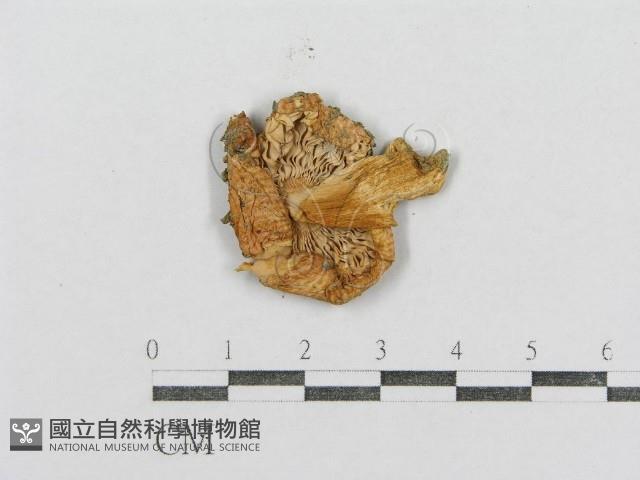 紅菇屬藏品圖，第3張