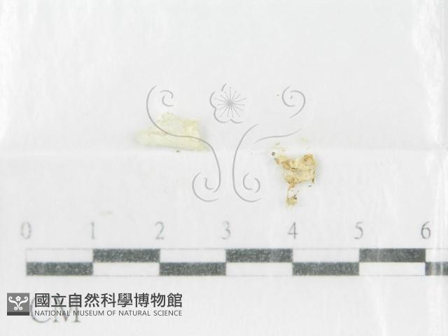 登錄號:F0001001藏品圖，第3張