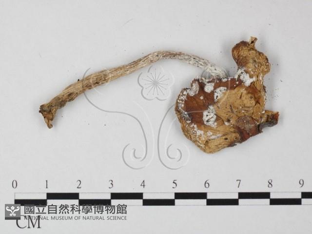 鵝膏屬藏品圖，第3張