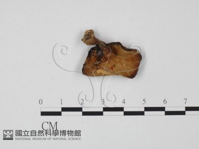 多孔菌屬藏品圖，第3張