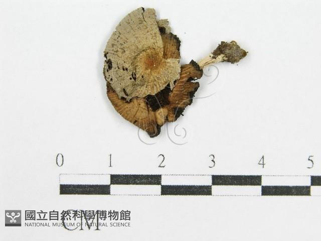 鬼傘屬藏品圖，第3張
