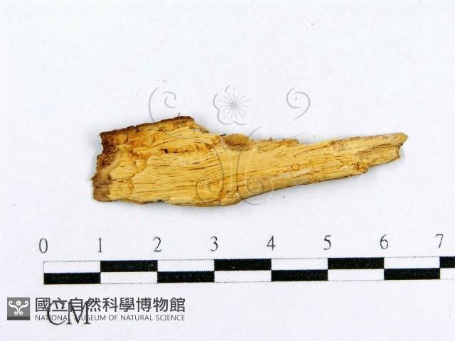 射脈菌屬藏品圖，第3張
