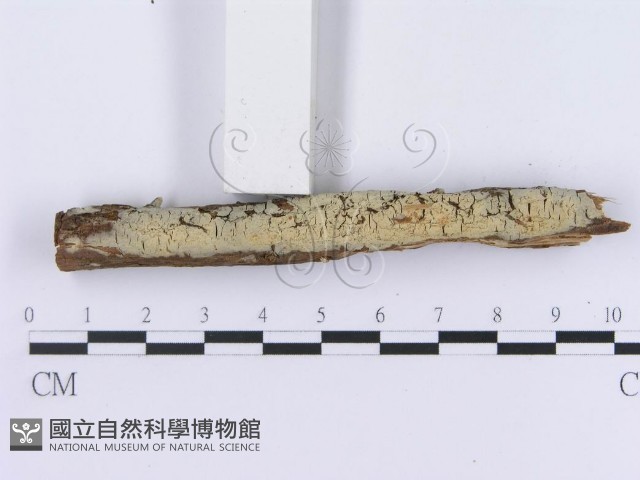 登錄號:F0003001藏品圖，第3張