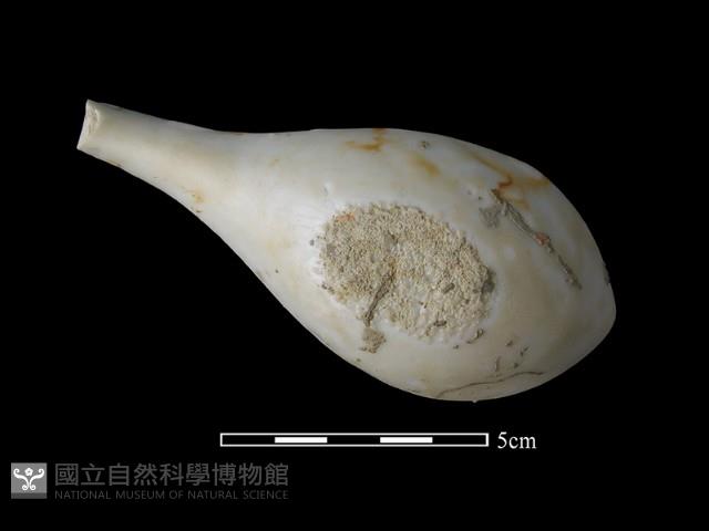 湯匙藏品圖，第3張