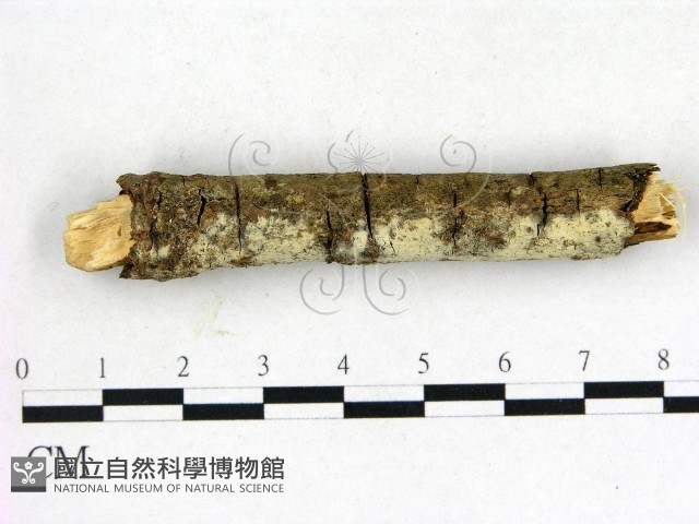 登錄號:F0004301藏品圖，第3張