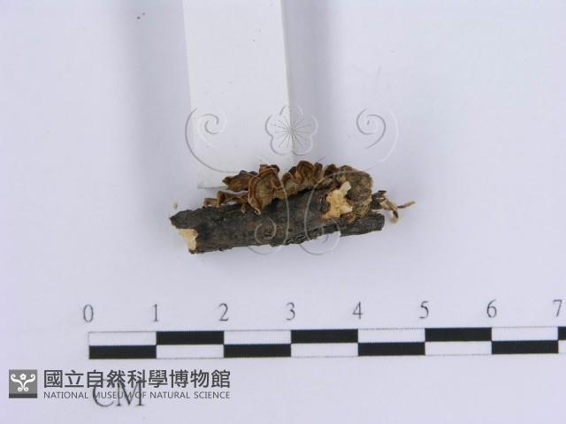 登錄號:F0007301藏品圖，第3張