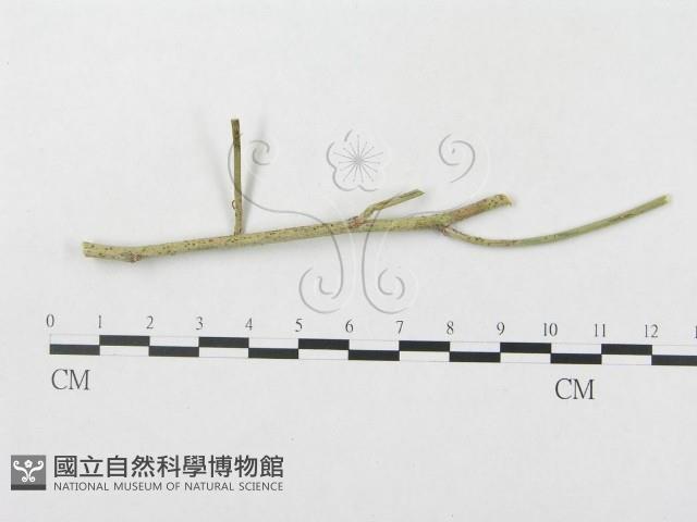 登錄號:F0019301藏品圖，第1張