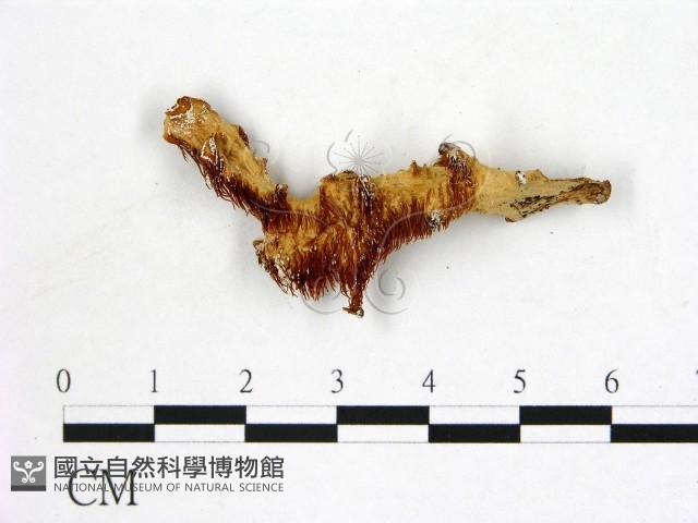 登錄號:F0008211藏品圖，第3張