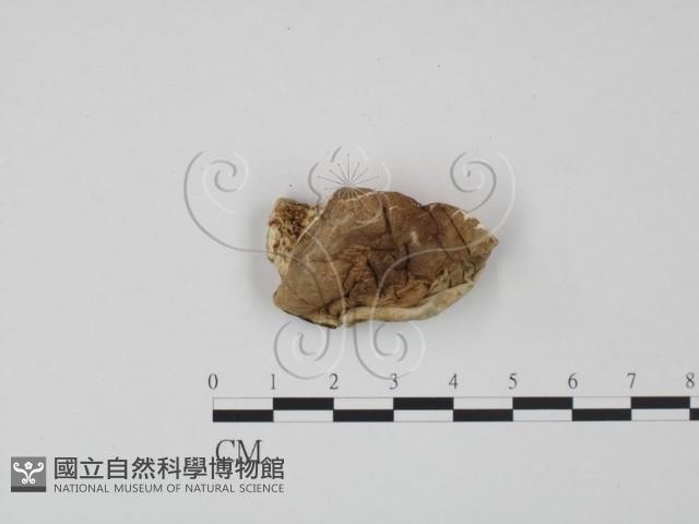 登錄號:F0008111藏品圖，第3張