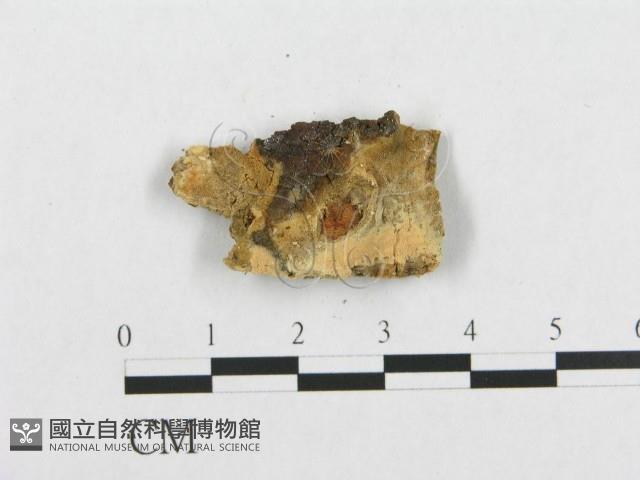 登錄號:F0007111藏品圖，第3張