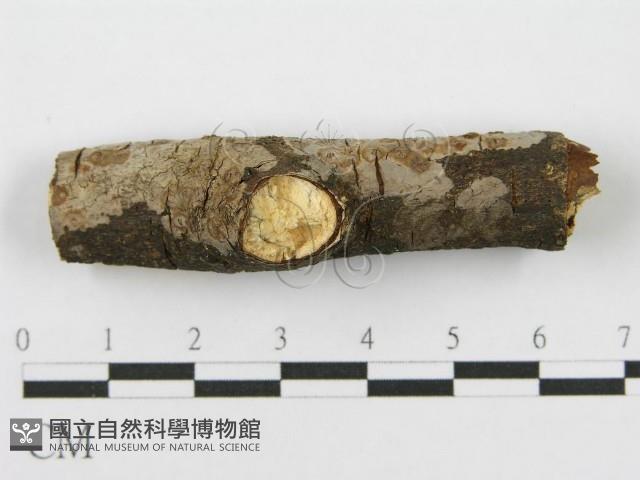 筍殼菌屬藏品圖，第3張