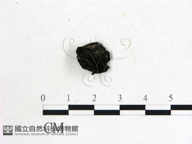 登錄號:F0008011藏品圖，第3張