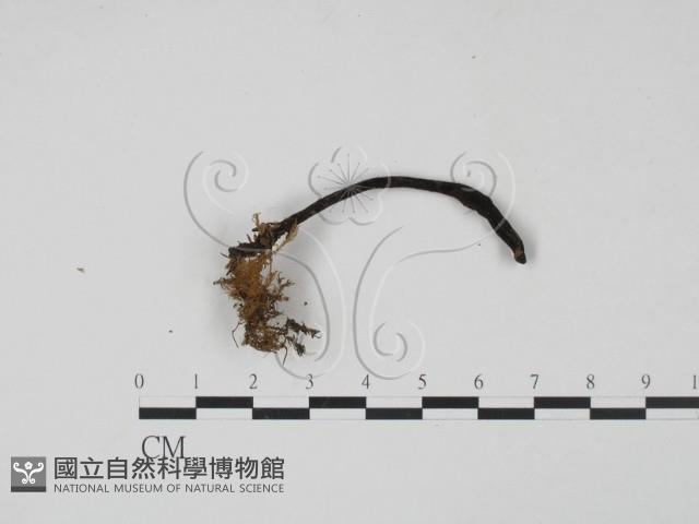 登錄號:F0001011藏品圖，第3張