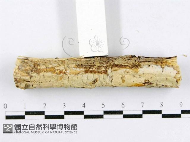 登錄號:F0015011藏品圖，第3張