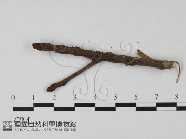 登錄號:F0008311藏品圖，第3張