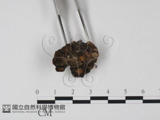 登錄號:F0008291藏品圖，第3張