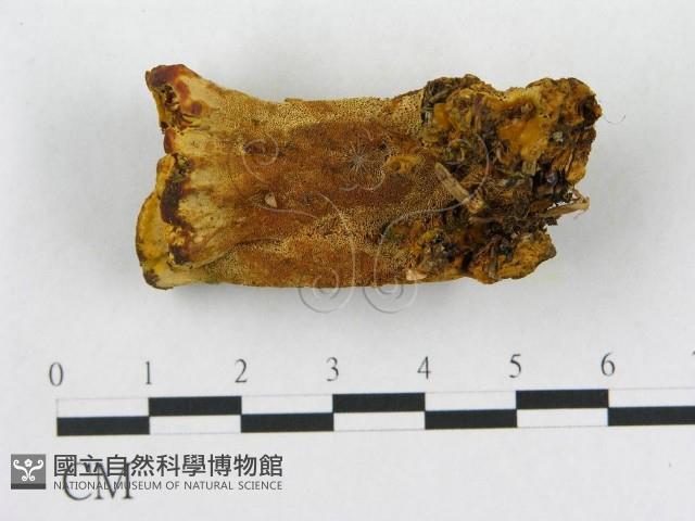 登錄號:F0006291藏品圖，第1張