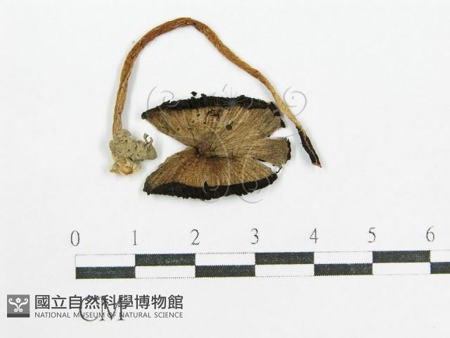 鬼傘屬藏品圖，第3張