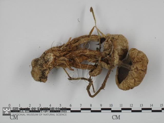 登錄號:F0011291藏品圖，第3張