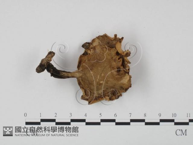 登錄號:F0022291藏品圖，第3張