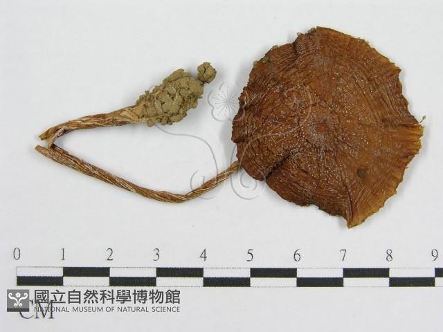 登錄號:F0002291藏品圖，第3張