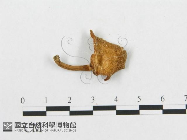 登錄號:F0012291藏品圖，第3張