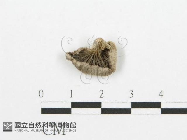 裂褶菌藏品圖，第1張