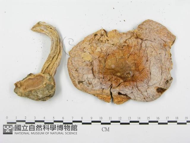 登錄號:F0005291藏品圖，第3張