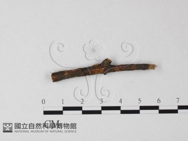 登錄號:F0009291藏品圖，第3張